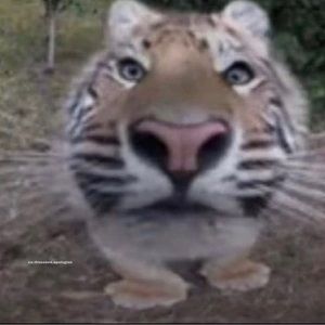 Meet your Posher, Andres